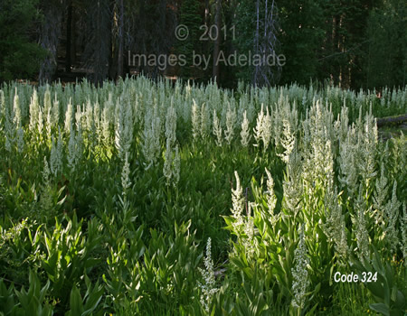 Corn Lily Field